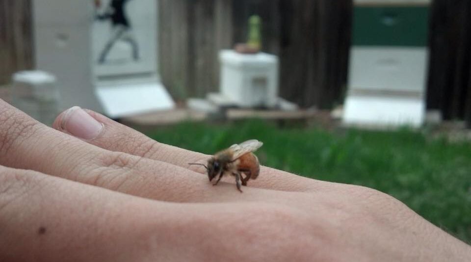 Bee on Hand