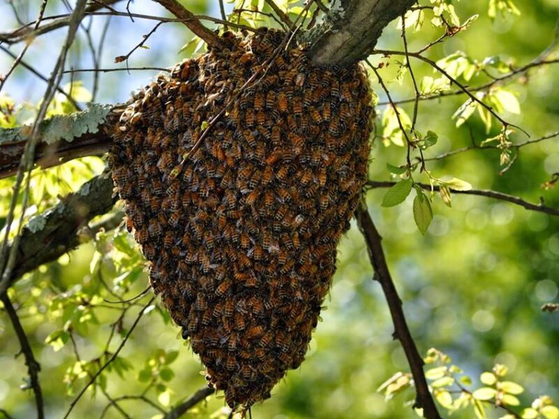 Bee Swarm 2